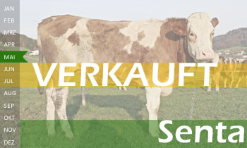 trchtige Fleckvieh Kalbin zu verkaufen, beweidet und ruhig